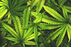 The use of Marijuana raises the risk of stroke according to American Heart Association